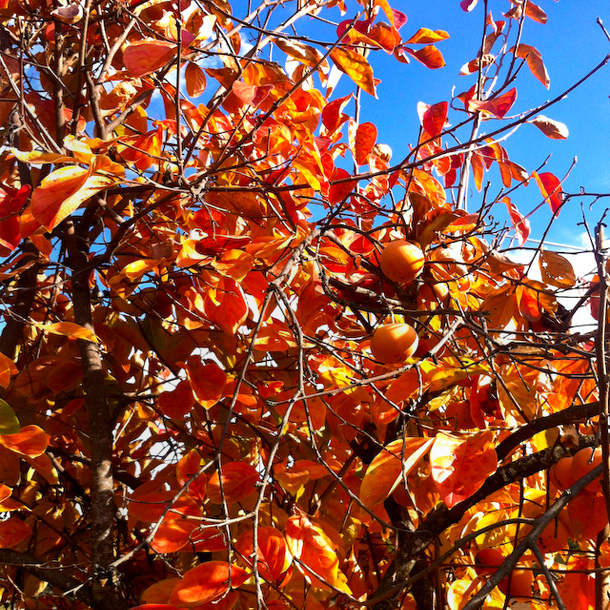 Råfrisk: 111203: Fall Leaves & Persimmons