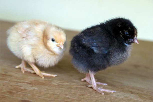 Råfrisk: Chicks!