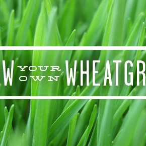 Grow and Juice Your Own Wheatgrass